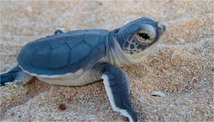 Tartaruga em Punta Cana
