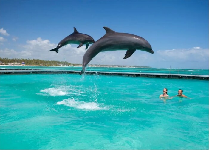 Passeio com Golfinhos em Punta Cana